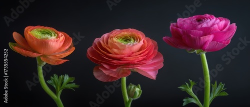 Wallpaper Mural Vibrant ranunculus flowers with layered petals in orange pink and purple colors set against a dark background perfect for floral art designs Torontodigital.ca