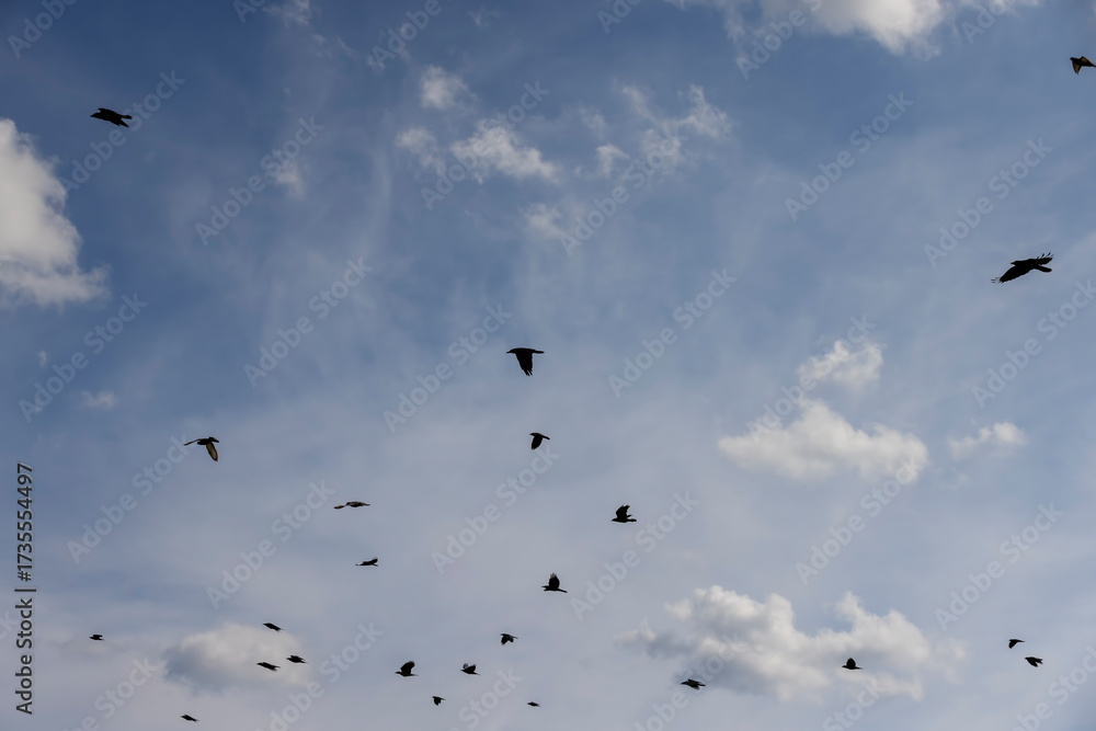 Obraz premium a flock of crows and several pigeons flying in the blue sky with clouds, a flock of black crows and pigeons flying high in the sky