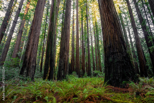 Light Illuminates the Redwoods, Rockefeller Loop, Redwood National and State Parks