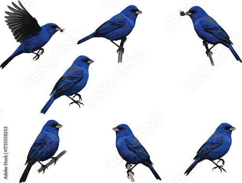 Beautiful vector illustration of indigo bunting birds in different natural poses including flying, perching, and feeding, colorful wildlife design elements