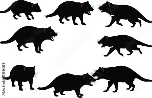 Vector illustration of Tasmanian devil silhouettes in multiple aggressive and walking poses, wild marsupial animal design for wildlife art decoration