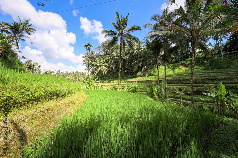 Obraz premium Lush green field with a few trees in the background