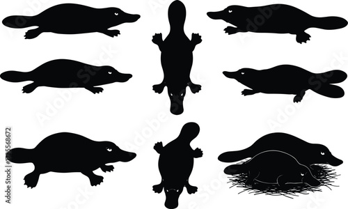 Vector illustration of platypus silhouettes in different poses, unique Australian monotreme animal design for wildlife, nature, biology, and educational artwork