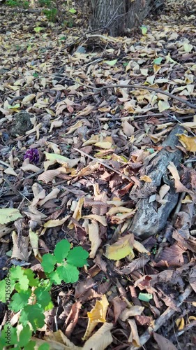 Autumn forest floor covered with dry leaves, twigs, and bark. Natural textures and earthy tones create a seasonal woodland atmosphere, perfect for ecological and nature themes. vertical video