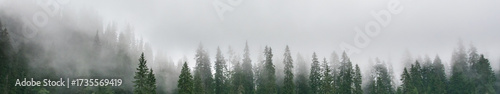 Foggy mountain forest with layered evergreen silhouettes