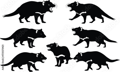 Vector illustration of Tasmanian devil silhouettes in multiple aggressive and standing poses, wild marsupial predator animal design for nature artwork collection