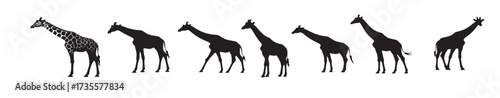 giraffes silhouette white background vector illustration