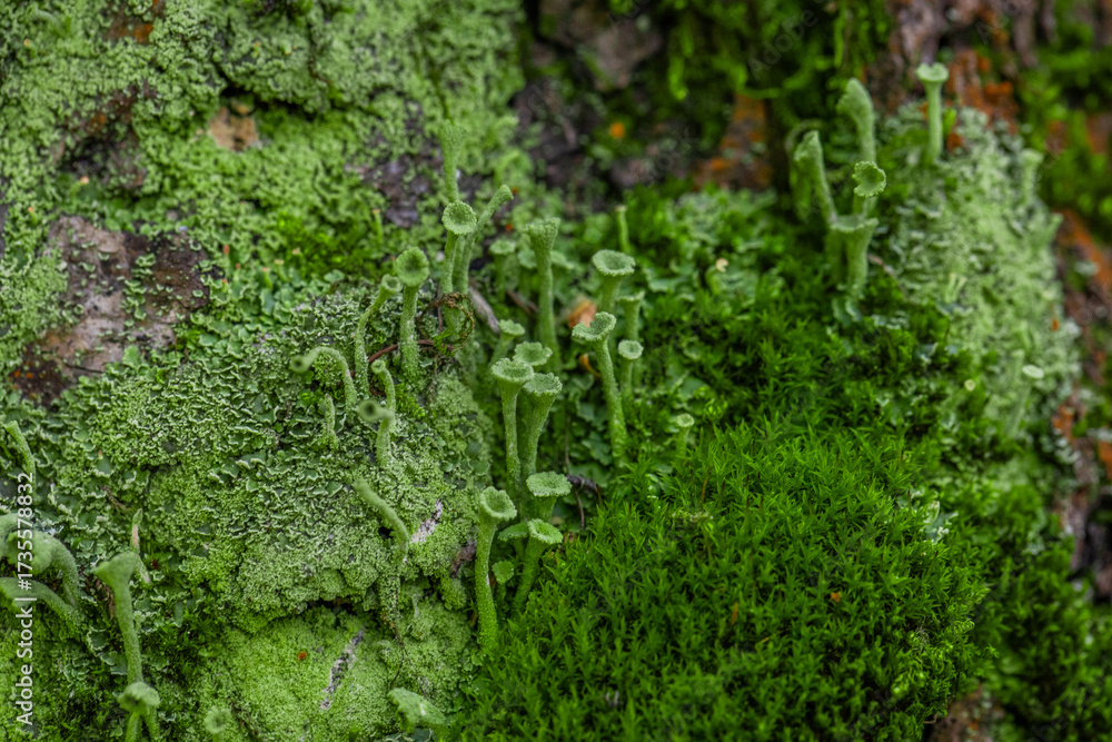 Obraz premium Cladonia, cup lichens - a genus of lichens of the Cladoniaceae family, a lichen in the form of fungi on legs with caps