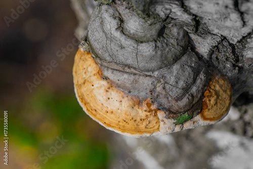 Birch polypore, Piptoporus betulinus, a fungus that parasitizes tree bark in the middle of a summer forest