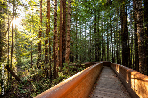 Bridge to the Redwoods, Lady Bird Johnson Grove, Redwoods National and State Parks, California