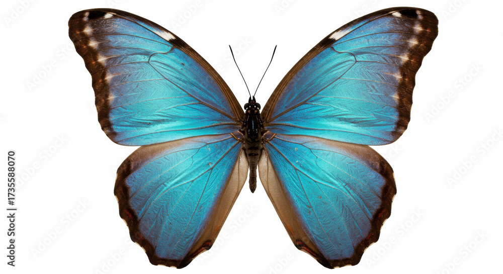 Fototapeta premium Striking blue morpho butterfly isolated PNG, vibrant tropical insect with intricate wing patterns on transparent background