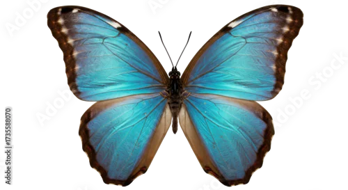 Fototapeta Striking blue morpho butterfly isolated PNG, vibrant tropical insect with intricate wing patterns on transparent background