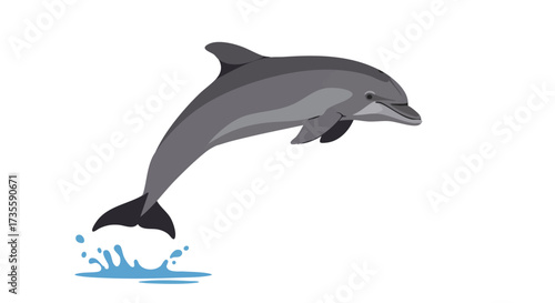 A gray dolphin leaps out of the water.