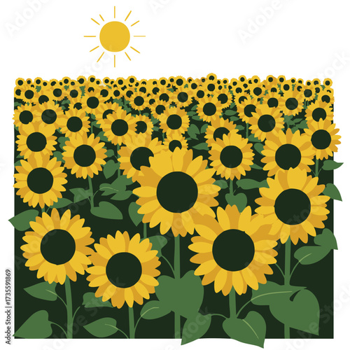Vast Field of Sunflowers Under a Bright Sun.