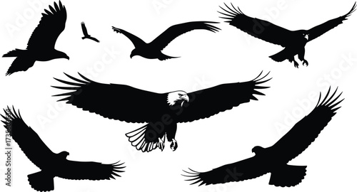 Eagle silhouette set, flying eagle illustration, bird in flight, predator wings spread, wild raptor art, hunting bird design