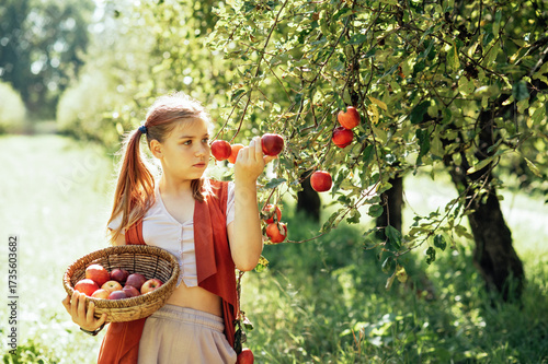 Child picking apples on farm in autumn. Little girl playing in tree orchard. Healthy nutrition. Cute little girl eating red delicious fruit. Harvest Concept. Apple picking.