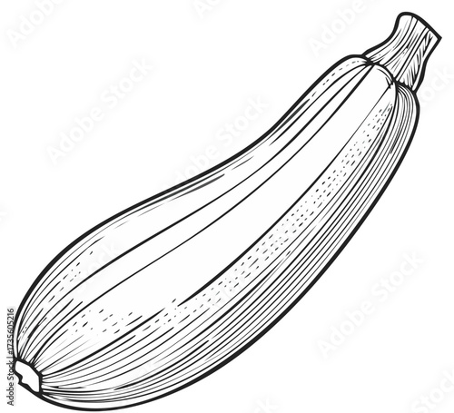 Detailed illustration of zucchini, showing the shape and texture in black and white