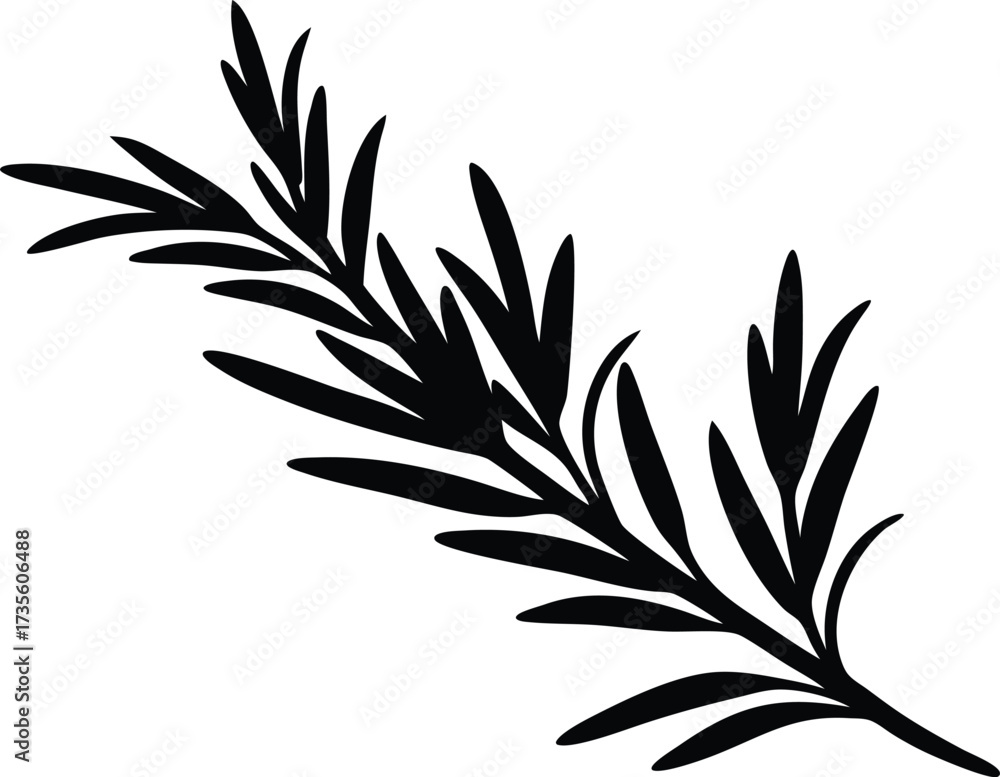 Naklejka premium rosemary branch vector, herb plant illustration 