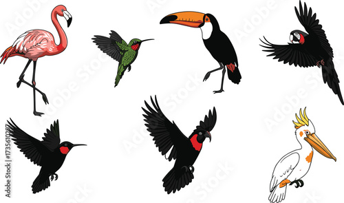 Colorful bird illustrations, tropical species, flamingo, toucan, hummingbird, cockatoo, exotic wildlife, vibrant feathers, flying birds, nature art, animal vector, avian diversity
