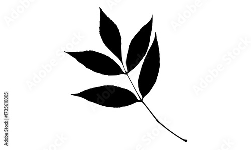 silhouette of a leaf, leaf vector design