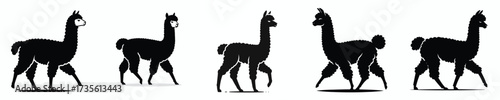 vector black and white silhouette of a llama