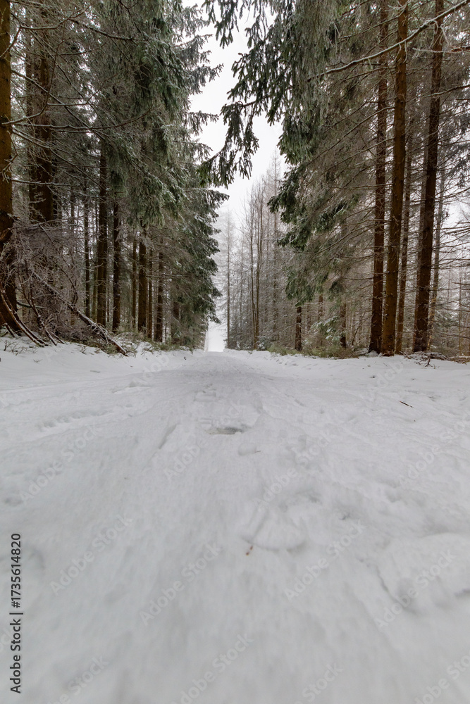 Fototapeta premium Low angle view of a snow-covered forest road between tall conifer trees, quiet winter woodland scene with fresh snowfall, soft light and calm atmosphere