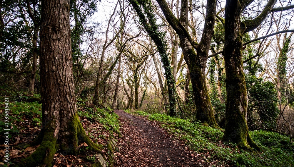 Naklejka premium Path winding through a dense woodland