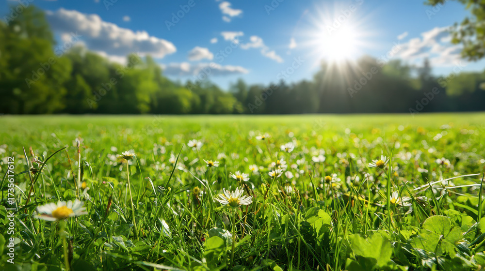 Fototapeta premium Sunlight illuminates vibrant green field filled with blooming daisies, creating serene and uplifting atmosphere in nature