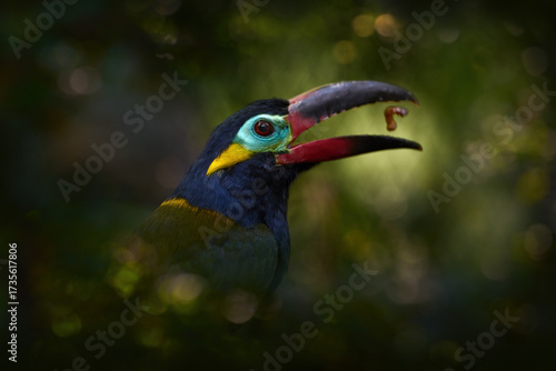 Guianan toucanet, with open big bill and larva nymph food. Close-up detail portrait of rare bird in tropic forest. Guyana toucanet, Selenidera piperivora, from Brazil jungle. Nature wildlife.