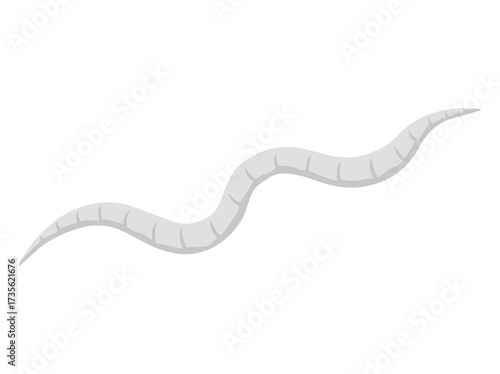 General Description of Pinworms
