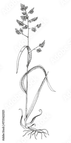 Orchardgrass botanical sketched illustration vector