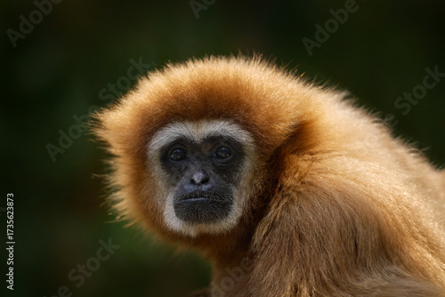 Photography Lar gibbon, Hylobates lar, close-up portrait in the nature habitat