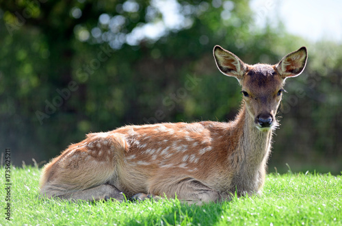 Red Deer Fawn