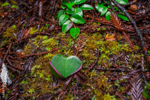 Heart in the Redwoods, Jedediah Smith Redwoods, Redwood National and State Parks, California