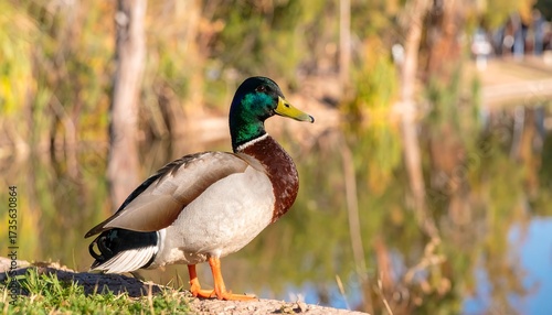 A mallard duck by a pond