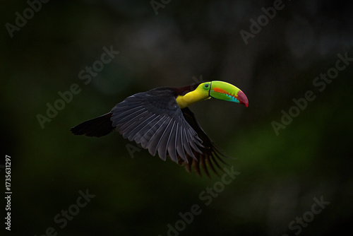 Tropic wildlife. Flying Keel-billed Toucan, Ramphastos sulfuratus, bird with big bill fly above the forest. Beautiful wildlife scene. Animal in nature forest habitat, Costa Rica.