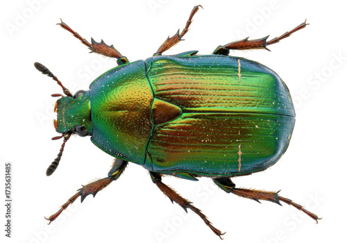 Iridescent green beetle isolated on transparent background, shiny insect with metallic sheen for biology and nature studies PNG