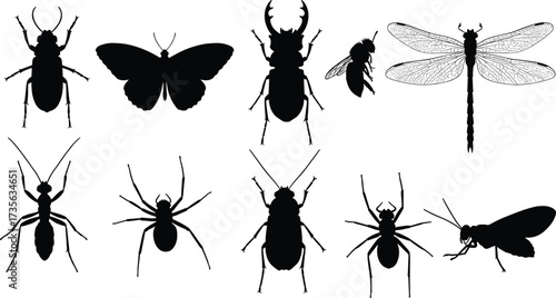 Insect silhouettes, dragonfly, butterfly, beetle, ant, spider, fly, black icons, vector illustration, entomology design, biology elements, nature study