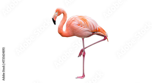 Pink flamingo standing isolated PNG on transparent background, exotic bird with vibrant plumage for design projects