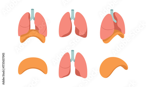 Isometric lungs and diaphragm set for medical education