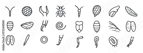 Insect Anatomy Icons