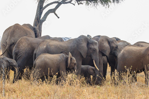 Herd of African elephants under a tree on the dry grass of the savanna of Tarangire National Park in Tanzania. Animals in wildlife