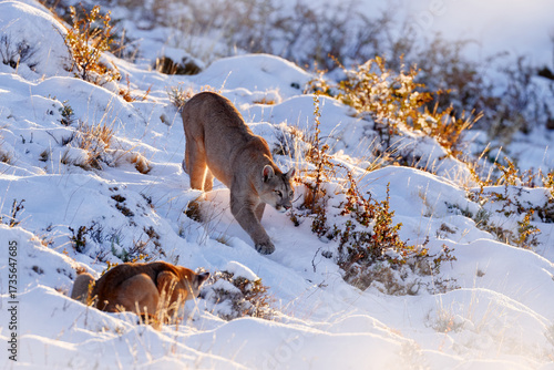 Photography Puma, nature winter habitat with snow, Torres del Paine, Chile