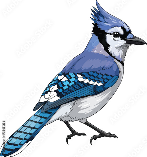 blue jay isolated on white background