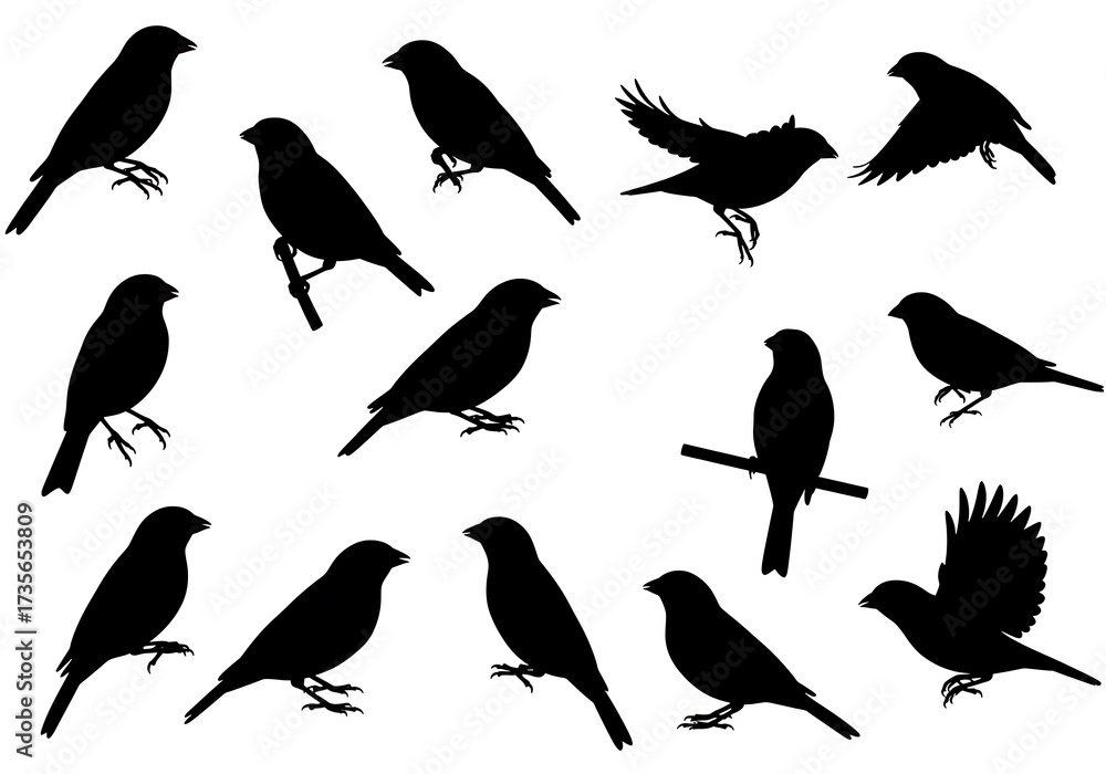 Obraz premium Silhouette Symphony