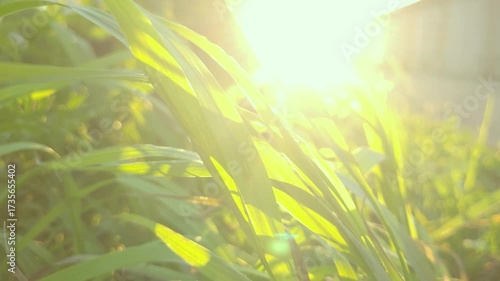 Sunlight glimmering through lush green grass at sunset.