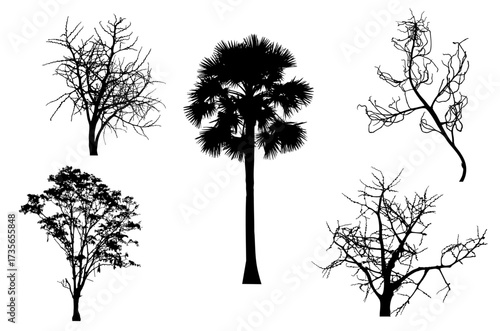 Asian palmyra palm with silhouette scary bare black trees set isolated on white background for providing  botanical variety, Outline tropical plant for illustrating differences in tree morphology