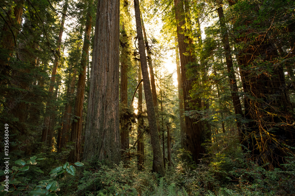 Obraz premium Redwood Sunset Glow, Jedediah Smith Redwoods, Redwood National and State Parks, California