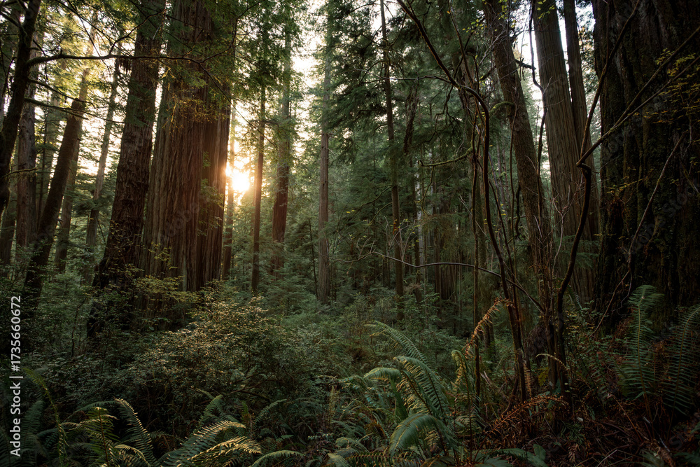 Obraz premium Twilight Glow in the Redwoods, Jedediah Smith Redwoods, Redwood National and State Parks, California
