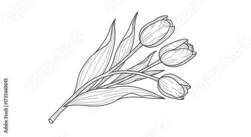 Three tulips with leaves are illustrated in a detailed line drawing on a white background.